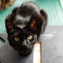 Load image into Gallery viewer, adopt a black cat Tshirt